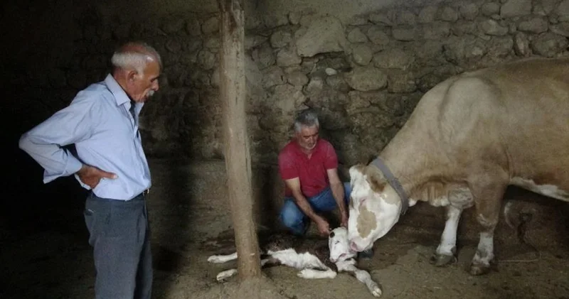 Malatya da çift başlı buzağı sürprizi! Görenler hayrete düştü