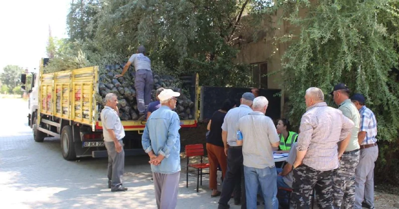 19 ilçeye 40 bin zeytin fidanı desteği