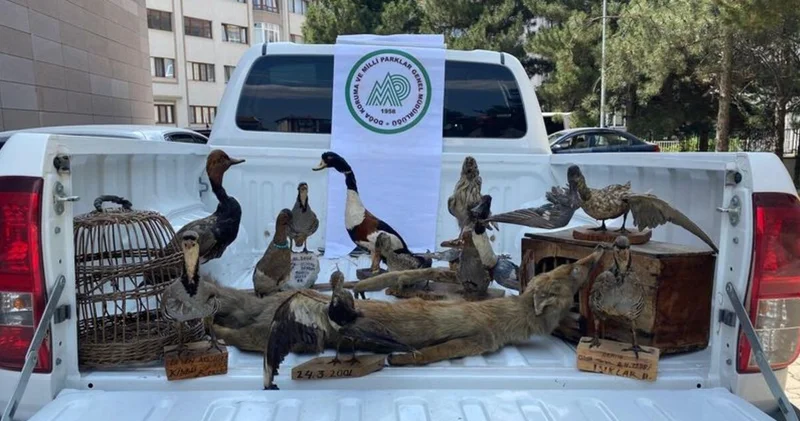 Afyonkarahisar da hayvan tahnitleri ele geçirildi Son dakika haberleri
