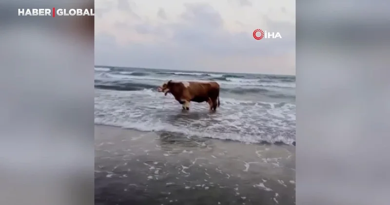 Kavurucu sıcaktan bunalan inek soluğu denizde aldı