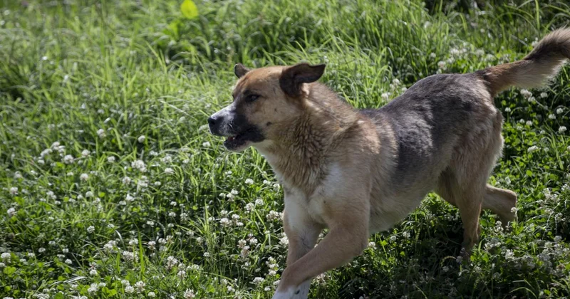 5 yaşındaki çocuk babasının yanında başıboş köpeklerin saldırısına uğradı
