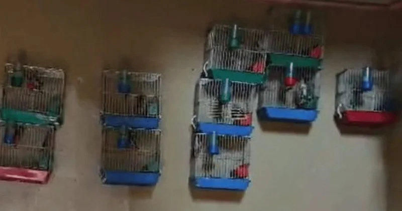 Kuş besledi 151 bin lira ceza yedi