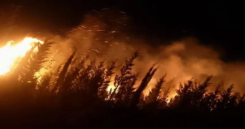 İzmir de makilik ve ormanlık alanda yangın