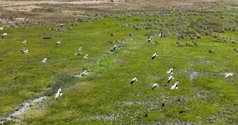 Afrika dan yola çıkan leylekler Erzincan da Sözcü Gazetesi