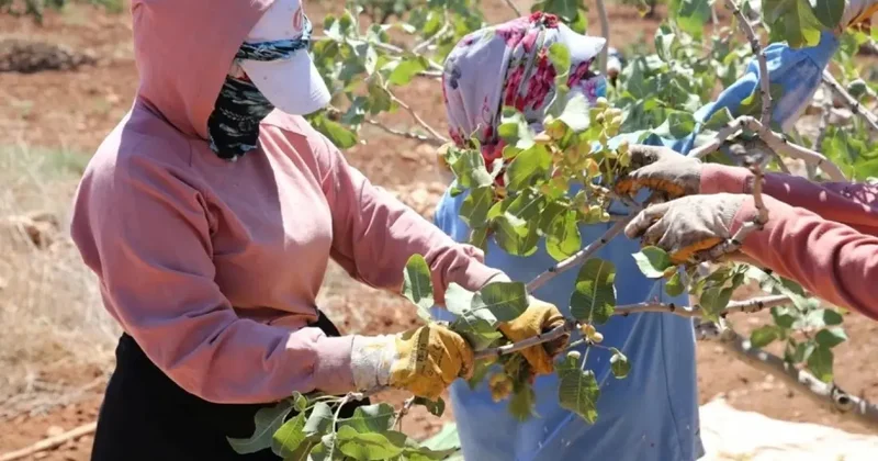 Boz Antep fıstığı kilosu 700 liradan satılıyor: Üretici mutlu