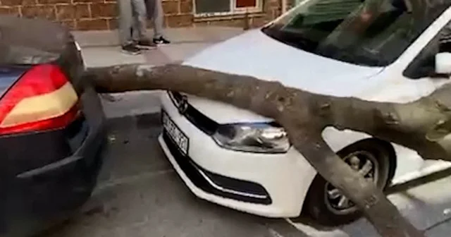 İstanbul da fırtınada ağaç otomobillerin üzerine devrildi VİDEO İZLE