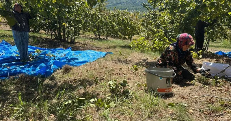 Fındık hasadı başladı, tırpan ücretleri rekor kırdı