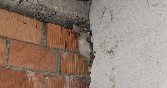 Anne kedi ve 4 yavrusu sıkıştıkları yerden kurtarıldı
