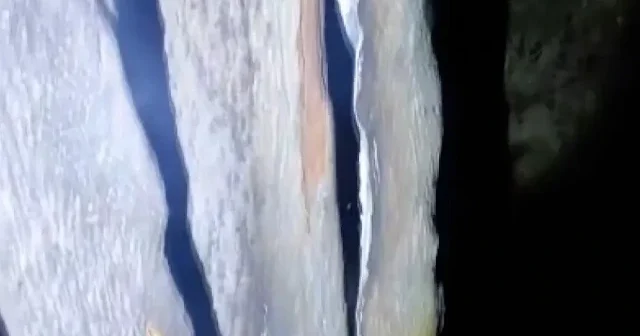Afyonkarahisar da yıldırım düşen 50 yaşındaki ağaç ortadan ikiye bölündü VİDEO İZLE