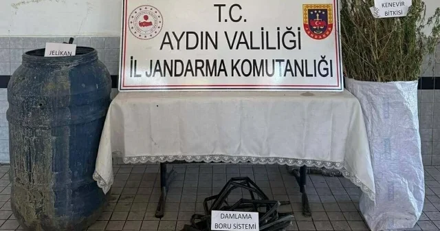 Ormanda Hint keneviri yetiştirdiler: 5 şüpheli gözaltına alındı Aydın Haberleri