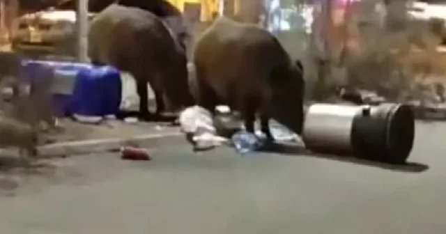 İzmir de toplanmayan çöplere dadanan domuzlar görenleri şaşırttı: Fil kadar olmuşlar VİDEO İZLE