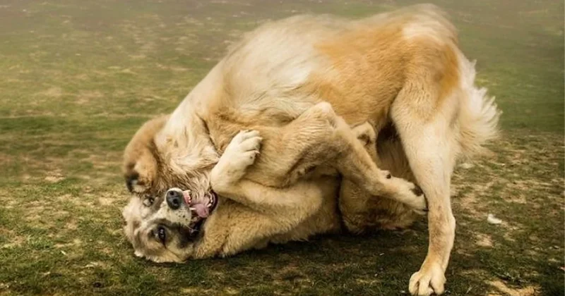 Kayseri de köpek dövüştüren 2 şüpheli yakalandı Sözcü Gazetesi