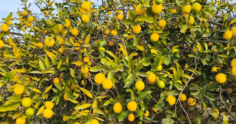 Kağıt havlu tekniğiyle 4 haftada limon ağacı yetiştirin Sözcü Gazetesi