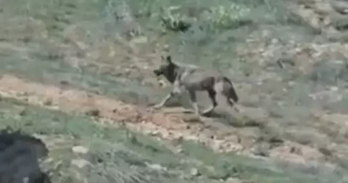 Elazığ da doğanın nadir konukları görüntülendi