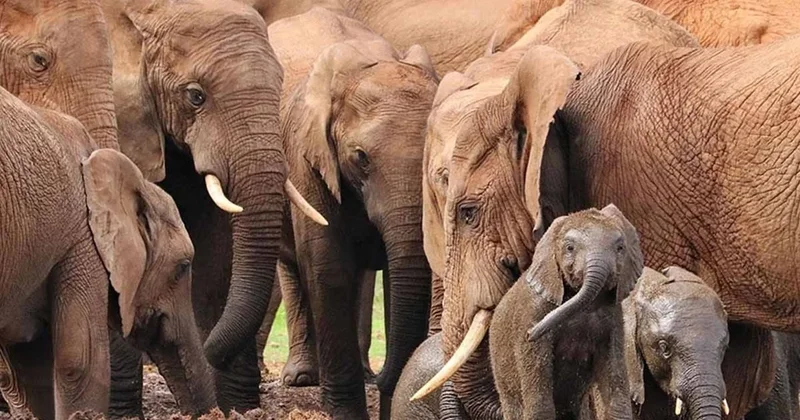 Fillerin kulakları aslında onları hayatta tutuyormuş! Bu onlara bahşedilmiş bir mucize... Sözcü Gazetesi