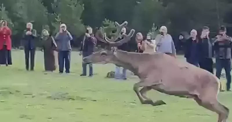 Koruma altındaki kızılgeyikler Ordu’da doğaya salındı