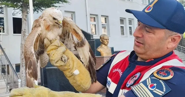Yozgat ta jandarmanın yaralı halde bulduğu şahin tedaviye alındı Yozgat Haberleri