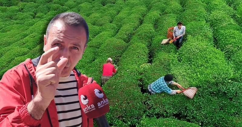 Çay üreticisi böyle isyan etti! Bir paket cips kadar değerimiz yok mu?