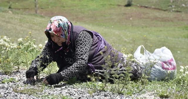 Köy kadınlarının zahmetli madımak mesaisi Sivas Haberleri