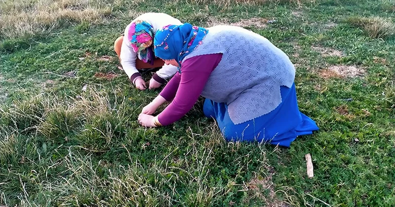 Köylüler toplamak için yarışıyor! Sadece Türkiye de yetişiyor, şifasıyla büyülüyor Sözcü Gazetesi
