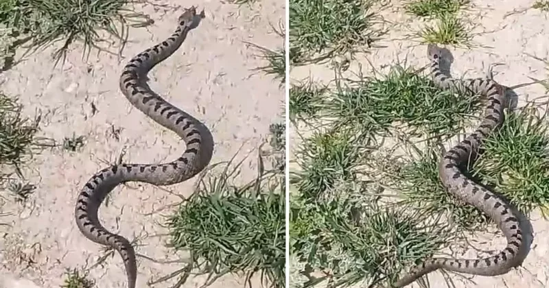 İnegöl de Zehirli Yılan Yakalandı
