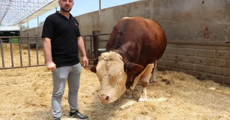 Kayseri de 1,5 Tonluk Boğa Satışa Çıkarıldı