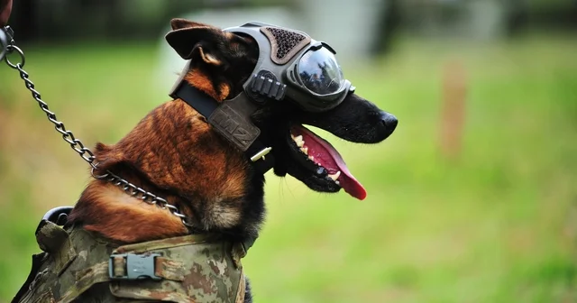 TSK nın kahraman köpekleri , 2 yıl boyunca 8 farklı branşta eğitiliyor Bursa Haberleri
