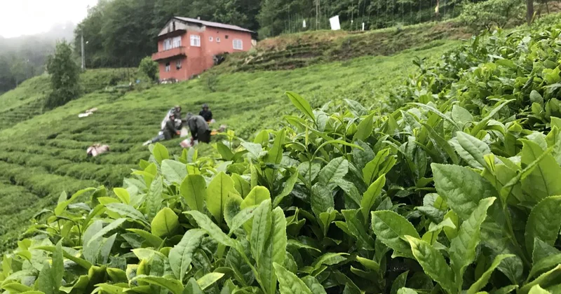 ÇAYKUR da yaş çay kampanyası açıldı