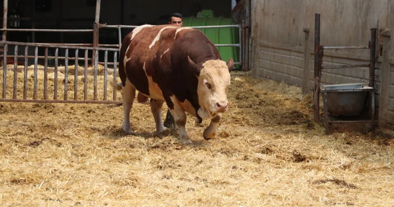 Kurban bayramı yaklaşıyor... Adı: Poyraz... Ağırlığı: 1.5 Ton! Fiyatı cep yakıyor!