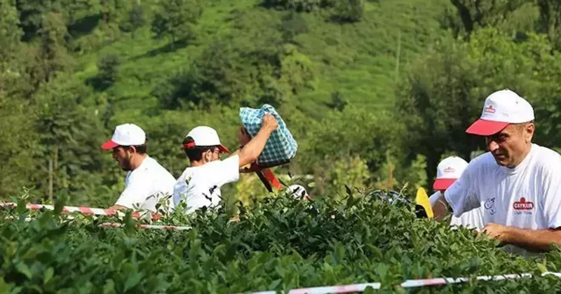 ÇAYKUR 1500 işçi alımı: ÇAYKUR işçi alımı kura sonuçları isim listesi