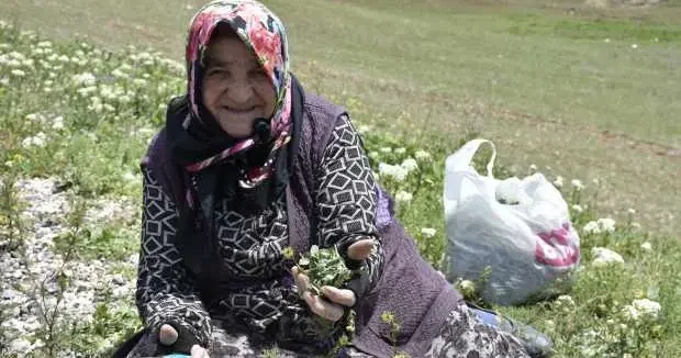 Sivas haberleri Tam bir mide ve bağırsak dostu! Kilogramı 100 150 TL arasında satılıyor 17 Mayıs 2025