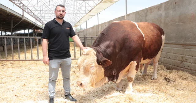 1,5 tonluk 4 yaşındaki kurbanlık Poyraz , alıcısını bekliyor Kayseri Haberleri
