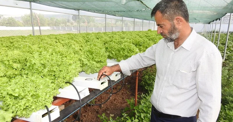70 günde yetişen marulu 30 günde üretiyor
