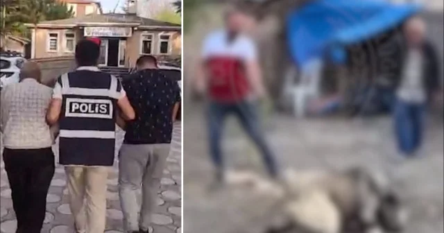 Kayseri de köpek dövüştüren ve hayvanlara eziyet eden 2 kişiye gözaltı Gündem Haberleri