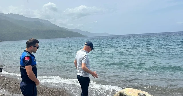 Datça sahilinde ölü caretta caretta bulundu Muğla Haberleri