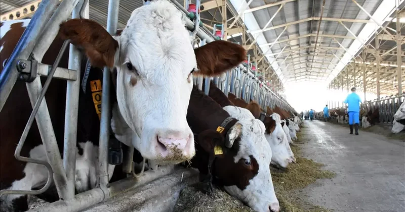 2025 Büyükbaş, küçükbaş kurbanlık fiyatları! İşte vekaletle kurban kesim bedeli