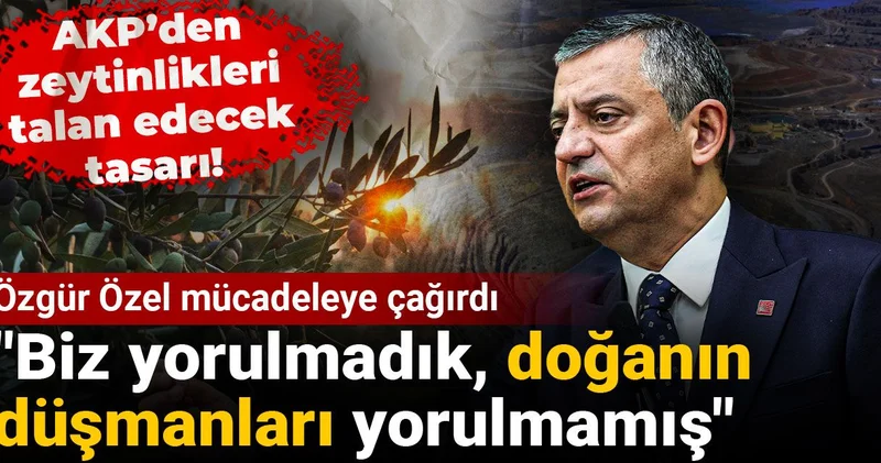 AKP’den zeytinlikleri talan edecek tasarı! Özgür Özel mücadeleye çağırdı