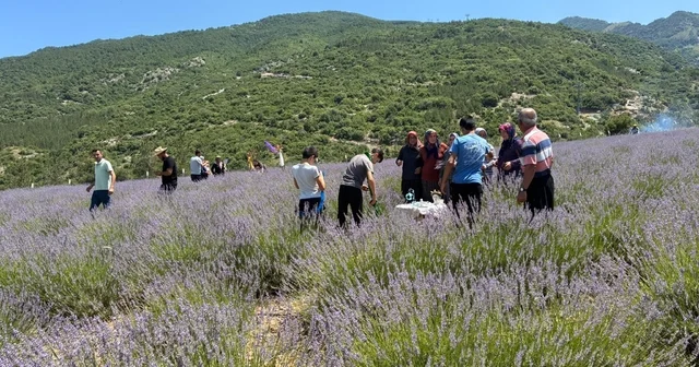 Osmaniye de lavanta bahçesi ziyarete açıldı Osmaniye Haberleri