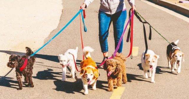 Tasmadan kazanç: Köpek gezdirme işi sektöre dönüştü Ekonomi Haberleri