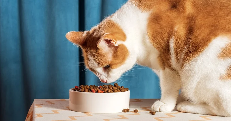Kedi mamasının satışı durduruldu: İade edin! Sözcü Gazetesi