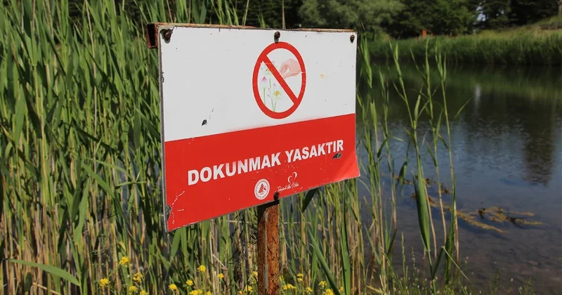 Bu çiçeği koparmanın cezası yarım milyon lira Sözcü Gazetesi