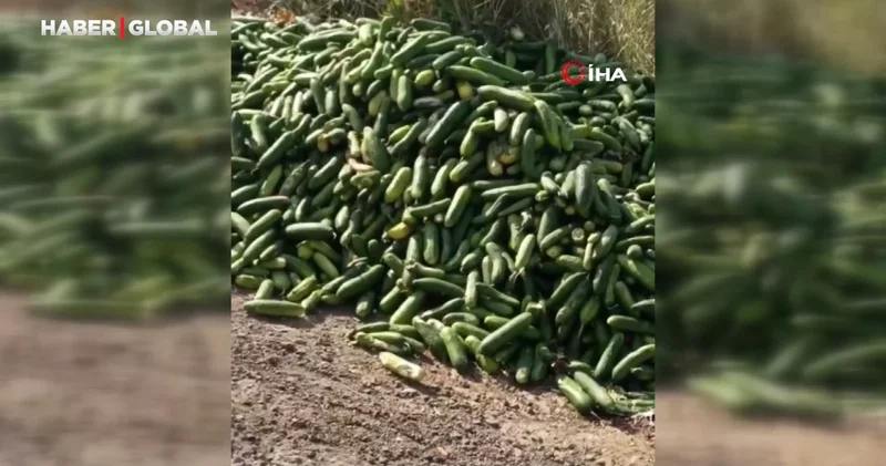 Salatalıkları sokağa attılar