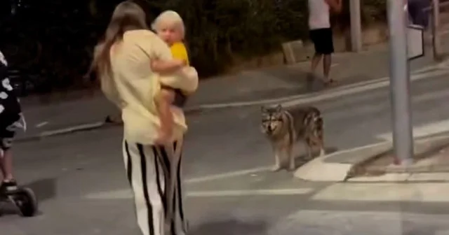 İsrailliler geceyi kaçacak delik arayarak geçirdi VİDEO İZLE