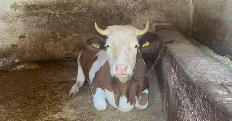 Dolandırıcılıkta şoke eden yöntem: 115 TL ye inek aldılar
