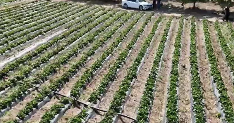 Bu tarlada 600 milyon lira yatıyor: Eştikçe para kazandırıyor