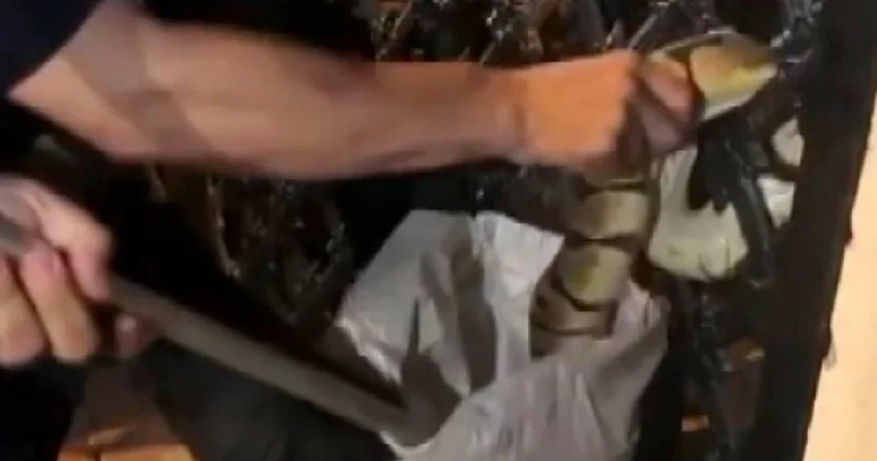 Sakın açıkta bırakmayın, yılanları cezbediyor!