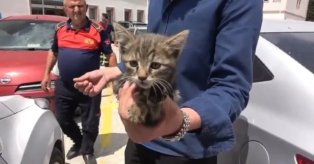 Otomobilin motoruna sıkışan yavru kedi kurtarıldı Amasya Haberleri