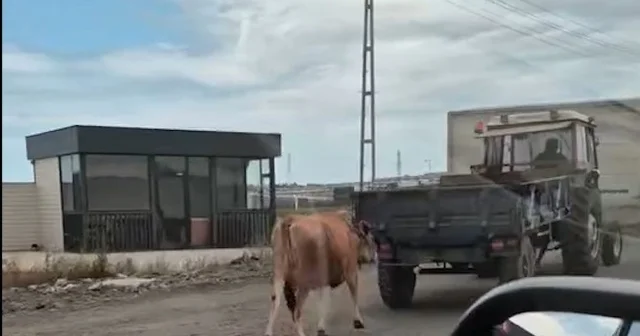 Traktörün arkasına bağladığı ineği sürükleyerek götürdü Samsun Haberleri