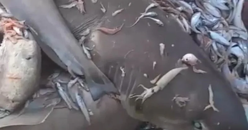Mersin Valiliğinden balıkçı ağlarına takılan köpek balıklarına ilişkin açıklama