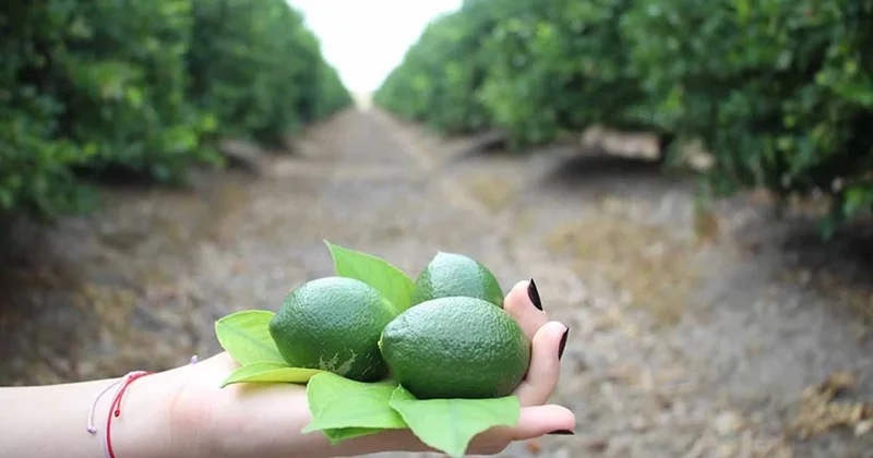 Bitkileri sıcaktan korumak için sadece bir limon yetiyor, işte onu etkili bir şekilde kullanmanın yolu! Sözcü Gazetesi